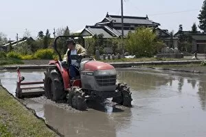 Rice farmer ploughing his paddy in spring prior to the planting season