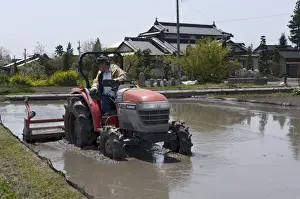 Ploughing Prints: Rice farmer ploughing his paddy in spring prior to the planting season