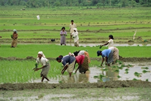 Rice farming