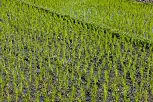 Images Dated 13th August 2009: Rice field, Kerobokan, Bali, Indonesia, Southeast Asia, Asia