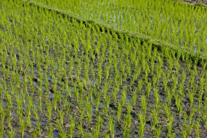 Images Dated 13th August 2009: Rice field, Kerobokan, Bali, Indonesia, Southeast Asia, Asia