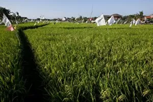 Rice field, Kerobokan, Bali, Indonesia, Southeast Asia, Asia