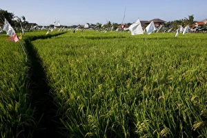 Images Dated 25th July 2009: Rice field, Kerobokan, Bali, Indonesia, Southeast Asia, Asia
