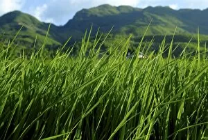 Rice field near Sapa, Sapa, Vietnam, Indochina, Southeast Asia, Asia