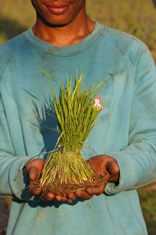 Sun Lit Prints: A rice field worker showing rice stalks, Siem Reap, Cambodia, Indochina