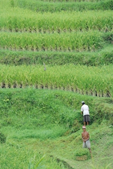 Manual Labor Prints: Rice fields