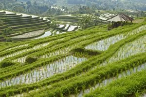 Rice fields, Bali Island, Indonesia, Southeast Asia, Asia