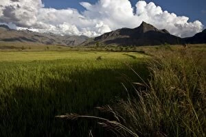 Rice fields in the evening sun underneath the Tsaranoro Massif, Andringitra National Park