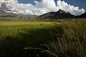 Rice Fields Prints: Rice fields in the evening sun underneath the Tsaranoro Massif, Andringitra National Park