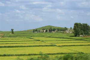 Rice Fields Prints: Rice fields in Imjin Valley, Kaesong, North Korea, Asia