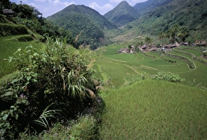 Lush Vegetation Prints: Rice fields near the Ifugao village of Banga-An