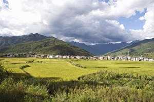 Paro Prints: Rice fields, Paro, Bhutan, Asia