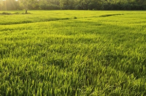 Polonnaruwa Prints: Rice fields, Polonnaruwa, Sri Lanka, Asia