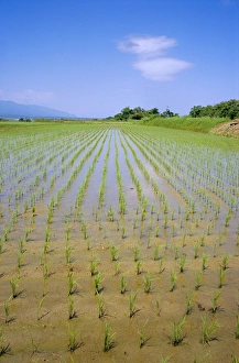 Rice Paddy Prints: Rice fields on Sado Island