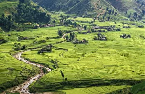 Rice Fields Prints: Rice fields in Sapa region, North Vietnam, Vietnam, Indochina, Southeast Asia, Asia