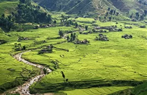 Images Dated 2nd August 2010: Rice fields in Sapa region, North Vietnam, Vietnam, Indochina, Southeast Asia, Asia