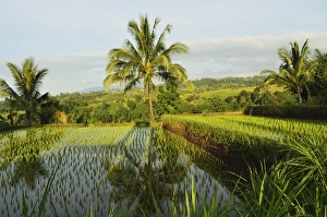Rice Fields Prints: Rice fields, Senaru, Lombok, Indonesia, Southeast Asia, Asia