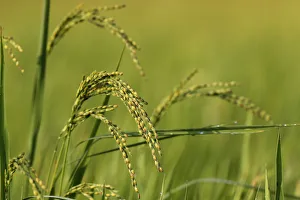 Cultivated Prints: Rice grain ready for harvesting in green rice field, Hoi An, Vietnam, Indochina