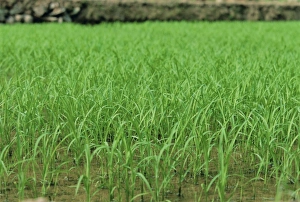 Guangxi Prints: Rice growing at Longsheng, Guangxi Province, China, Asia