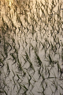 Paddy Field Prints: Rice growing in paddies, Siem Reap, Cambodia, Indochina, Southeast Asia, Asia