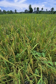 North Sumatra Prints: Rice growing in paddy field