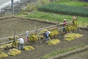 Rice harvest, hanging out cut rice to dry, Hiraizumi, Iwate-ken, northern Honshu