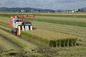 Images Dated 30th September 2009: Rice harvest with mini-combine-harvester, Furano valley, central Hokkaido, Japan, Asia