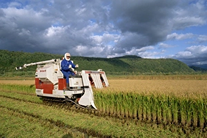 Machinery Prints: Rice harvesting