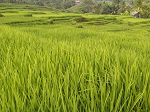 Green Colour Prints: Rice paddies, Bali, Indonesia, Southeast Asia, Asia
