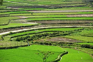 Produce Prints: Rice paddies in Dong Van show green fields and farming practices in Northern Vietnam