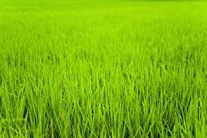 Rice Paddies Prints: Rice paddy field close up in Ubud, Bali, Indonesia, Southeast Asia, Asia