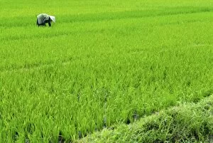 Rice paddy field, Halong, Vietnam, Indochina, Southeast Asia, Asia