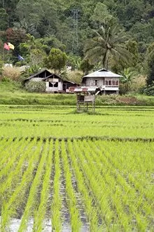 Rice paddy field, Sulawesi, Indonesia, Southeast Asia, Asia