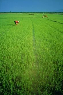 Toiling Collection: Rice paddy fields