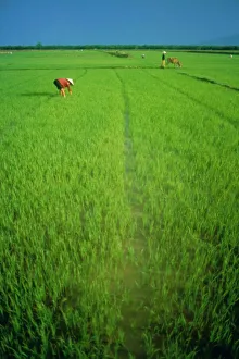 Lush Gallery: Rice paddy fields