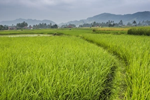 Bukittinggi Prints: Rice paddy fields, Bukittinggi, West Sumatra, Indonesia, Southeast Asia, Asia