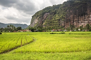 Rice paddy fields and cliffs in the Harau Valley, Bukittinggi, West Sumatra, Indonesia