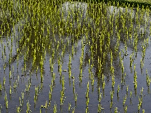 Rice Prints: Rice paddy fields in the highlands in Bali, Indonesia, Southeast Asia, Asia