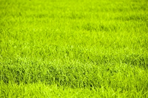 Paddy Field Prints: Rice paddy fields near Chiang Rai, Thailand, Southeast Asia, Asia