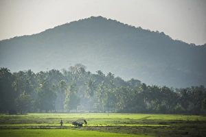 Farmer Prints: Rice paddy fields, Palolem, Goa, India, asia