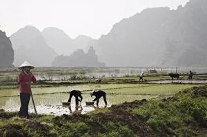 Planting Prints: Rice planters working in paddy fields, Vietnam, Indochina, Southeast Asia