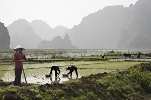 Images Dated 10th April 2007: Rice planters working in paddy fields, Vietnam, Indochina, Southeast Asia