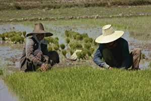 Rice planting