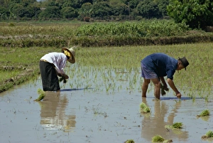 Planting Prints: Rice planting