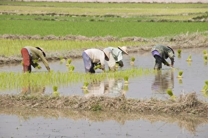 Planting Prints: Rice Planting, Vientiane, Laos, Indochina, Southeast Asia, Asia