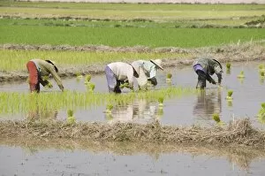 Rice Planting, Vientiane, Laos, Indochina, Southeast Asia, Asia