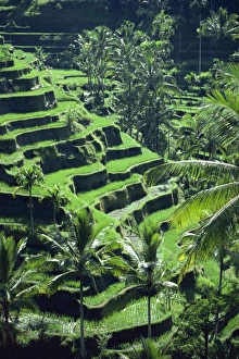 Rice Paddies Prints: Rice terraces