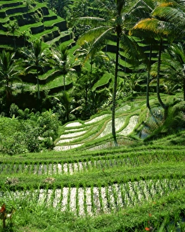 Rice terraces
