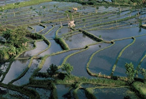 Rice terraces