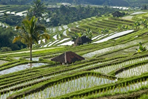 Rice Fields Prints: Rice terraces, Bali, Indonesia, Southeast Asia, Asia